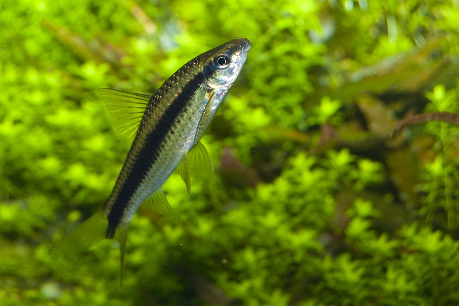 Barbus fish in Freshwater Aquarium